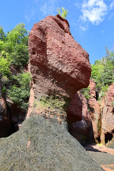 Bay Fundy New Brunswick Canada 2022 Visitantes Parque Exploram Fundo — Fotografia de Stock