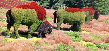 Mosaiculture 'daki Bizon heykeli Bir Zamanlar Dünya' sında sergi, gezegenimizdeki yaşamın güzelliği için bir ilahi olacak.