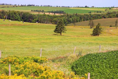 Yazın Prens Edwards Adası 'nda manzara