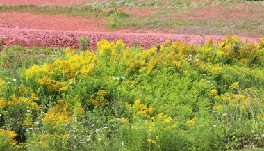 Farklı bitkilerle güzel bir manzara. 