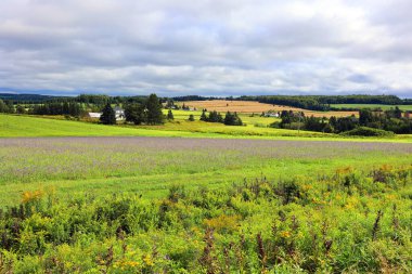 Yeşil yapraklı ve saplı sarı hardal çiçekleri olan parlak bir tarla. Kırsal Prens Edwards Adası Kanada 'daki Cruciferous bitkileri