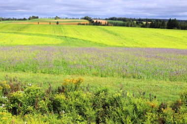 Yeşil yapraklı ve saplı sarı hardal çiçekleri olan parlak bir tarla. Kırsal Prens Edwards Adası Kanada 'daki Cruciferous bitkileri