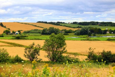 Kırsal Prens Edwards Adası Kanada 'da olgun altın tarlaları
