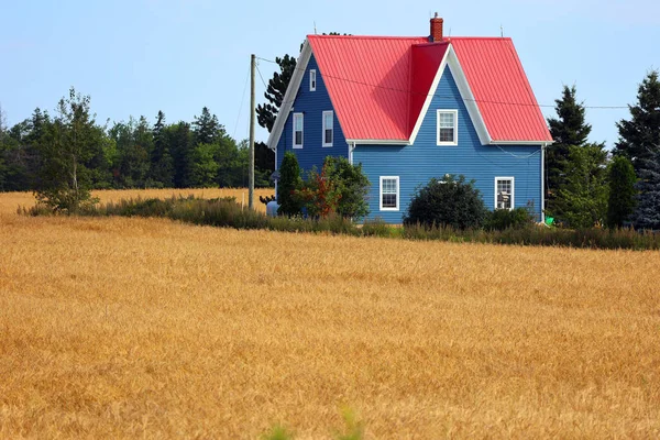 Rural Prince Edwards Island 2022 Wheat Growing Field Rural Prince — Stock Photo, Image