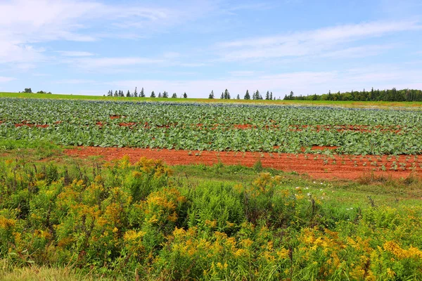 Cabage Crops Rows Field Summer Day Prince Edwards Island Canada — Stock Photo, Image