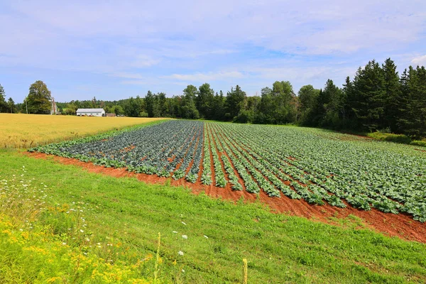 Cabage Crops Rows Field Summer Day Prince Edwards Island Canada — Stock Photo, Image