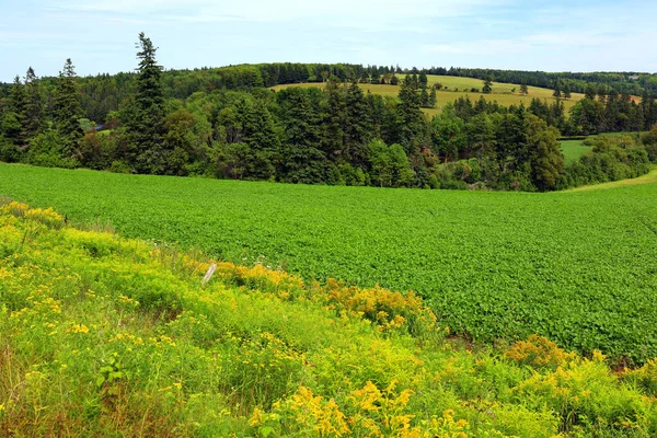 Landscape Rural Prince Edwards Island Canada — Stock Photo, Image