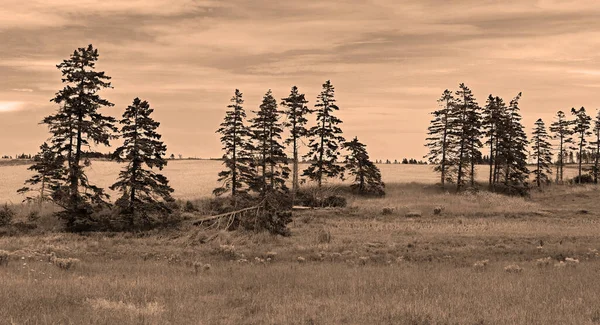Landschaft Ländlichen Prince Edwards Island Kanada — Stockfoto