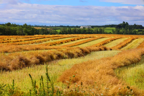 Grano Coltivato Campo Rurale Nell Isola Principe Edoardo Canada — Foto Stock