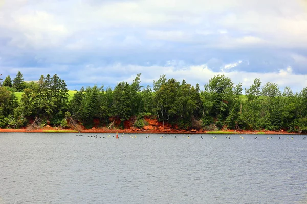 French Rever Prince Edward Island 2022 Моллюски Выращиваемые Реке Френч — стоковое фото