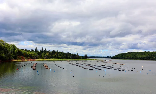 French River Prince Edward Island 2022 Clams Farming French River — Stock Photo, Image