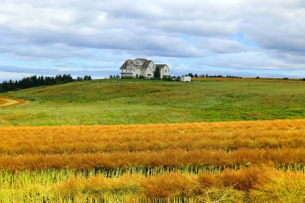 Wheat Growing Field Rural Prince Edward Island Canada — Stock Photo, Image
