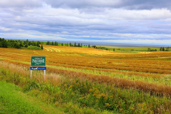 Prens Edward Adası Kanada Kırsal Kesimlerinde Buğday Yetişiyor — Stok fotoğraf
