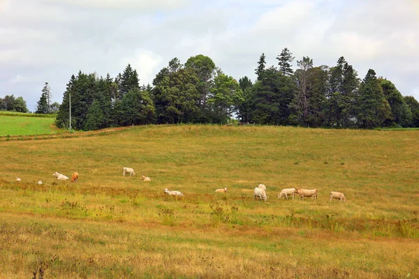 Cattles Farm Field Rural Prince Edward Island Canada — Stock Photo, Image