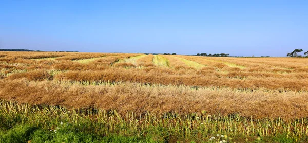 Grano Coltivato Campo Rurale Nell Isola Principe Edoardo Canada — Foto Stock