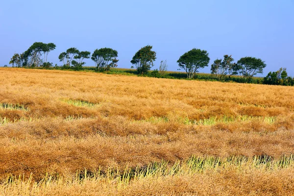 カナダのプリンスエドワード島の田園で栽培されている小麦 — ストック写真