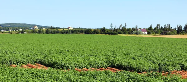 Potatoes Plants Growing Field Rural Prince Edward Island — Stock Photo, Image