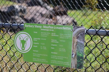 Berberi koyunu (Ammotragus lervia), Kuzey Afrika 'da kayalık dağlarda yetişen bir kapri türüdür..