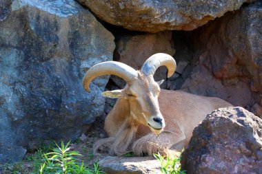 Berberi koyunu (Ammotragus lervia), Kuzey Afrika 'da kayalık dağlarda yetişen bir kapri türüdür..