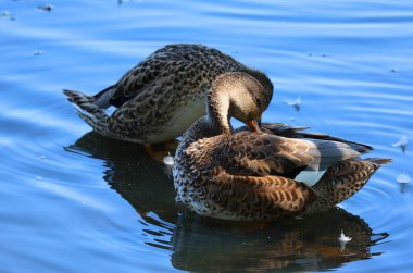 Mallard ördekleri (