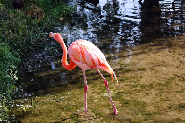 American Flamingo Phoenicopterus Ruber Large Species Flamingo Closely Related Greater — стокове фото