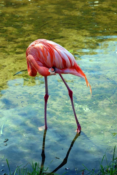 American Flamingo Phoenicopterus Ruber Large Species Flamingo Closely Related Greater — стокове фото