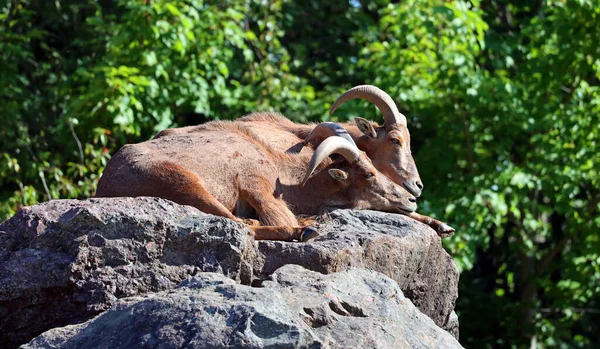 Варварская Овца Absotragus Известная Aoudad Вид Козлятины Обитающий Скальных Горах — стоковое фото