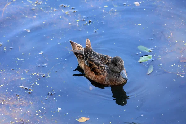 Mallard Pato Salvaje Anas Platyrhynchos Pato Que Reproduce Través Las — Foto de Stock