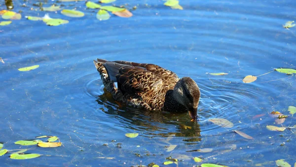 Wilde Eend Anas Platyrhynchos Een Eend Uit Familie Der Eend — Stockfoto