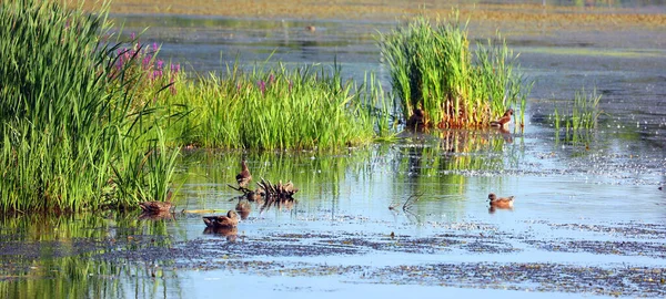 Mallard Patos Salvajes Anas Platyrhynchos Pato Que Reproduce Través Las —  Fotos de Stock