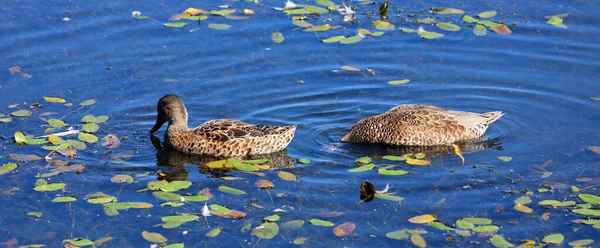 Mallard Wild Ducks Anas Platyrhynchos Dabbling Ducks Which Breeds Throughout — Stock Photo, Image