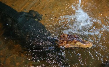 Cuvier 'in cüce kaymanı (Paleosuchus palpebrosus), Güney Amerika' nın orta ve kuzey bölgelerinden gelen timsah familyasından bir timsah türü..