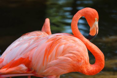 Amerikan flamingosu (Phoenicopterus ruber), büyük flamingo ve Şili flamingosuyla yakından ilişkili büyük bir flamingo türüdür..
