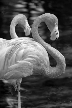 Amerikan flamingosu (Phoenicopterus ruber), büyük flamingo ve Şili flamingosuyla yakından ilişkili büyük bir flamingo türüdür..