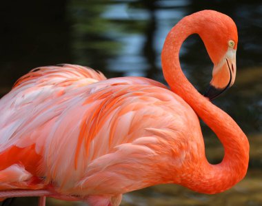 Amerikan flamingosu (Phoenicopterus ruber), büyük flamingo ve Şili flamingosuyla yakından ilişkili büyük bir flamingo türüdür..