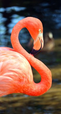 Amerikan flamingosu (Phoenicopterus ruber), büyük flamingo ve Şili flamingosuyla yakından ilişkili büyük bir flamingo türüdür..