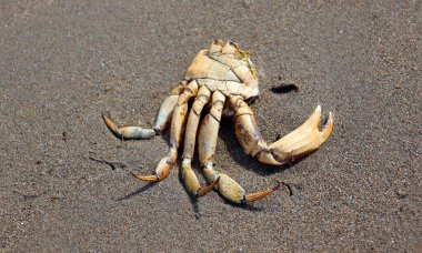 Shediac sahilinin güzel kumlarında yengeç leşi