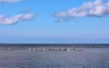Shediac deniz kıyısının güzel mavi sularında oturan ve uçan bir martı sürüsü.