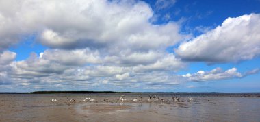 Shediac deniz kıyısının güzel mavi sularında oturan ve uçan bir martı sürüsü.