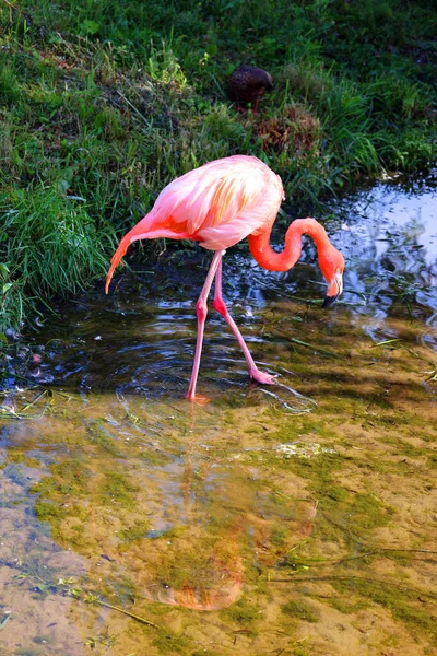 Der Amerikanische Flamingo Phoenicopterus Ruber Ist Eine Große Flamingoart Die — Stockfoto