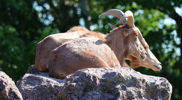 Варварская Овца Absotragus Известная Aoudad Вид Козлятины Обитающий Скальных Горах — стоковое фото