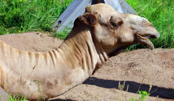 Camello Ungulado Del Género Camelus Con Depósitos Grasos Distintivos Conocidos — Foto de Stock