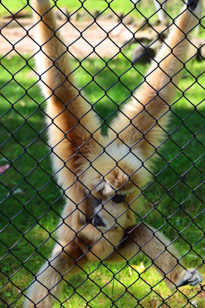 Lar Gibbon Hylobates Lar Auch Als Weißhandgibbon Bekannt Ist Ein — Stockfoto