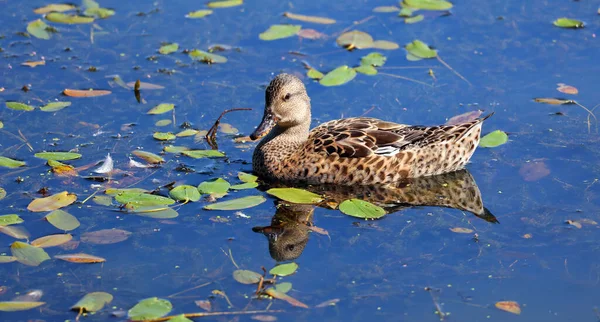 Canard Colvert Anas Platyrhynchos Est Canard Barboteur Qui Reproduit Dans — Photo