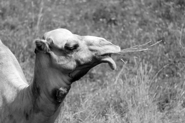 Camello Ungulado Del Género Camelus Con Depósitos Grasos Distintivos Conocidos — Foto de Stock