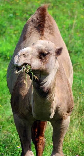 Верблюд Является Копытным Пределах Рода Camelus Отличительными Жировыми Отложениями Известными — стоковое фото