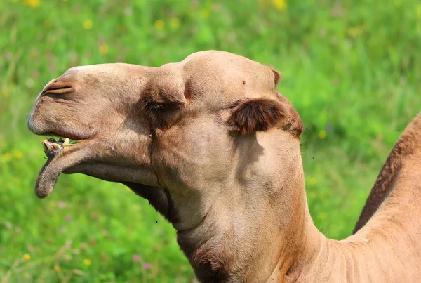 Camel Ungulate Genus Camelus Bearing Distinctive Fatty Deposits Known Humps — Stock Photo, Image