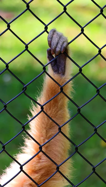 Lar Gibbon Hand Hylobates Lar Auch Als Weißhandgibbon Bekannt Ist — Stockfoto