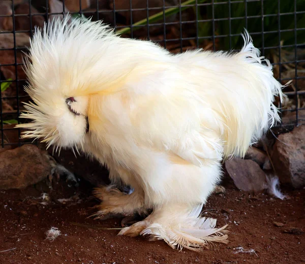 Silkie Também Conhecido Como Frango Seda Chinês Seda Sedoso Uma — Fotografia de Stock