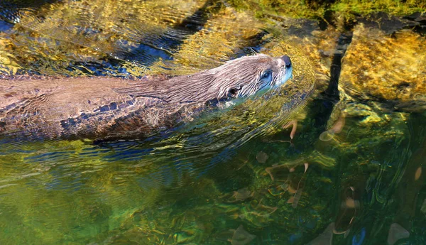 Otters Zijn Vleesetende Zoogdieren Uit Onderfamilie Van Lutrinae Bestaande Ottersoorten — Stockfoto